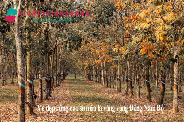 Vẻ đẹp rừng cao su mùa lá vàng vùng Đông Nam Bộ